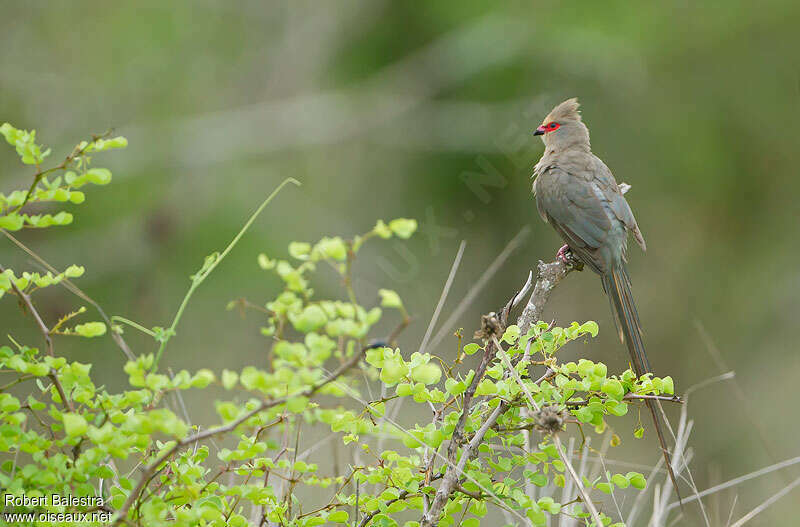 Red-faced Mousebirdadult, identification