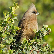 Speckled Mousebird