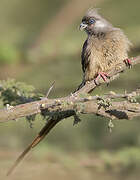 Speckled Mousebird