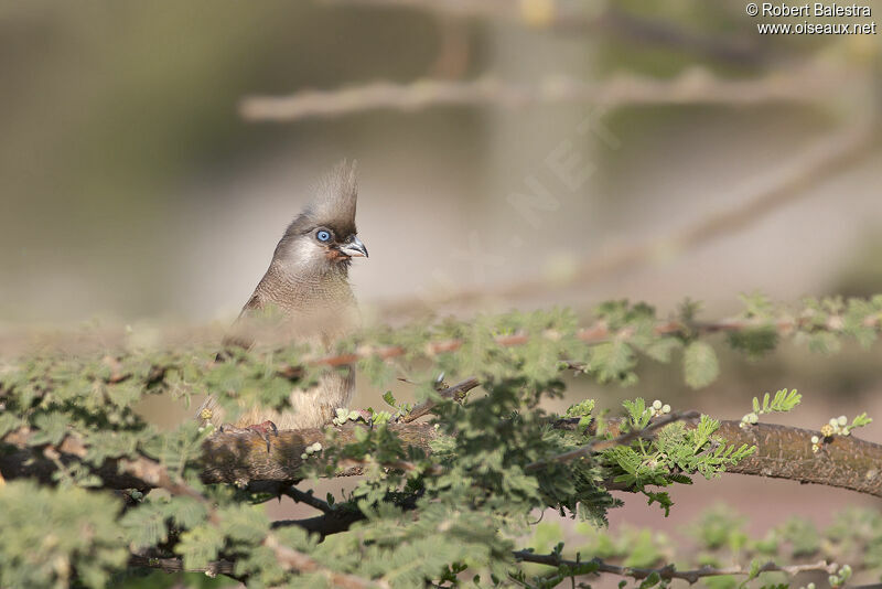 Speckled Mousebird