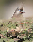 Speckled Mousebird