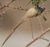 Speckled Mousebird