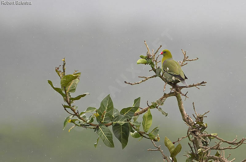 African Green Pigeon