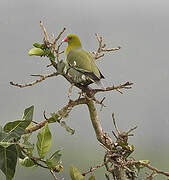 African Green Pigeon