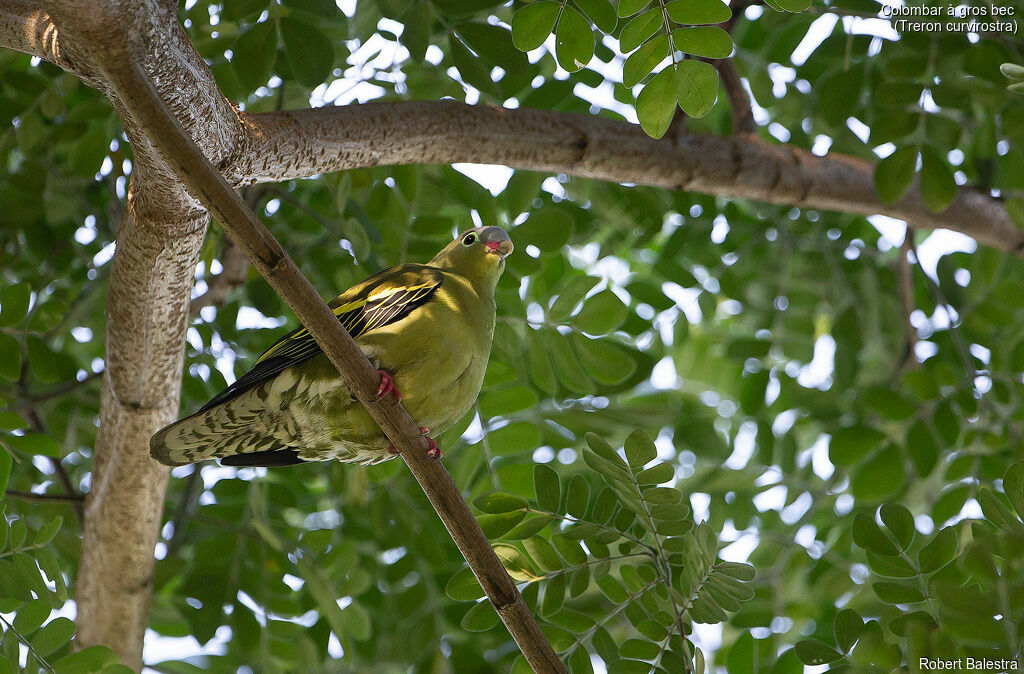 Thick-billed Green Pigeon