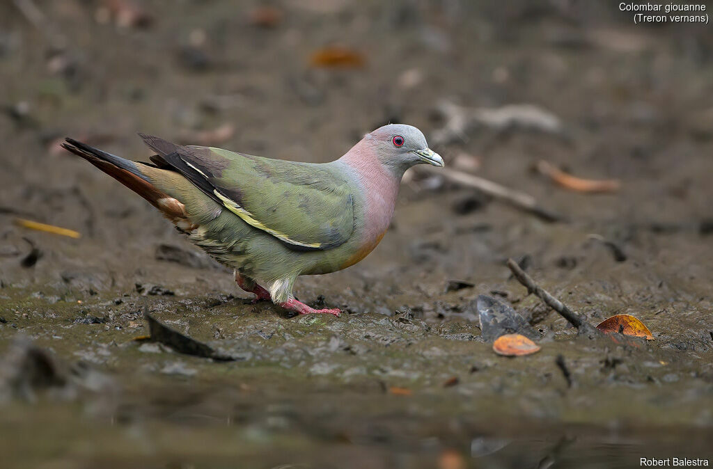 Pink-necked Green Pigeon