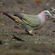 Pink-necked Green Pigeon