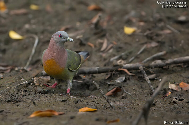Pink-necked Green Pigeon