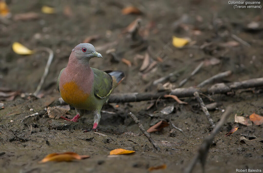 Pink-necked Green Pigeon