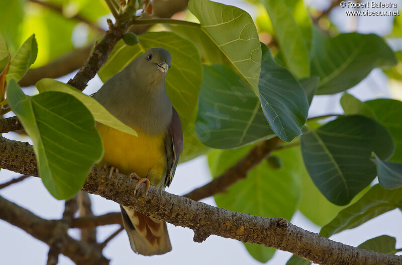 Bruce's Green Pigeon