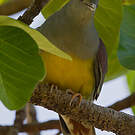 Colombar waalia