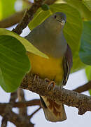 Bruce's Green Pigeon