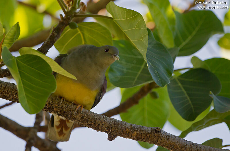 Bruce's Green Pigeon