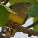 Colombar waalia