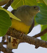 Bruce's Green Pigeon