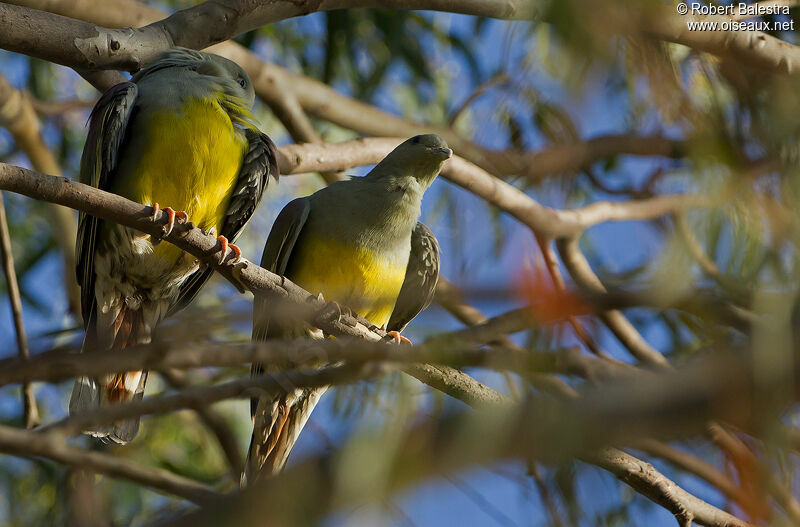 Bruce's Green Pigeon