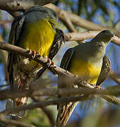 Bruce's Green Pigeon