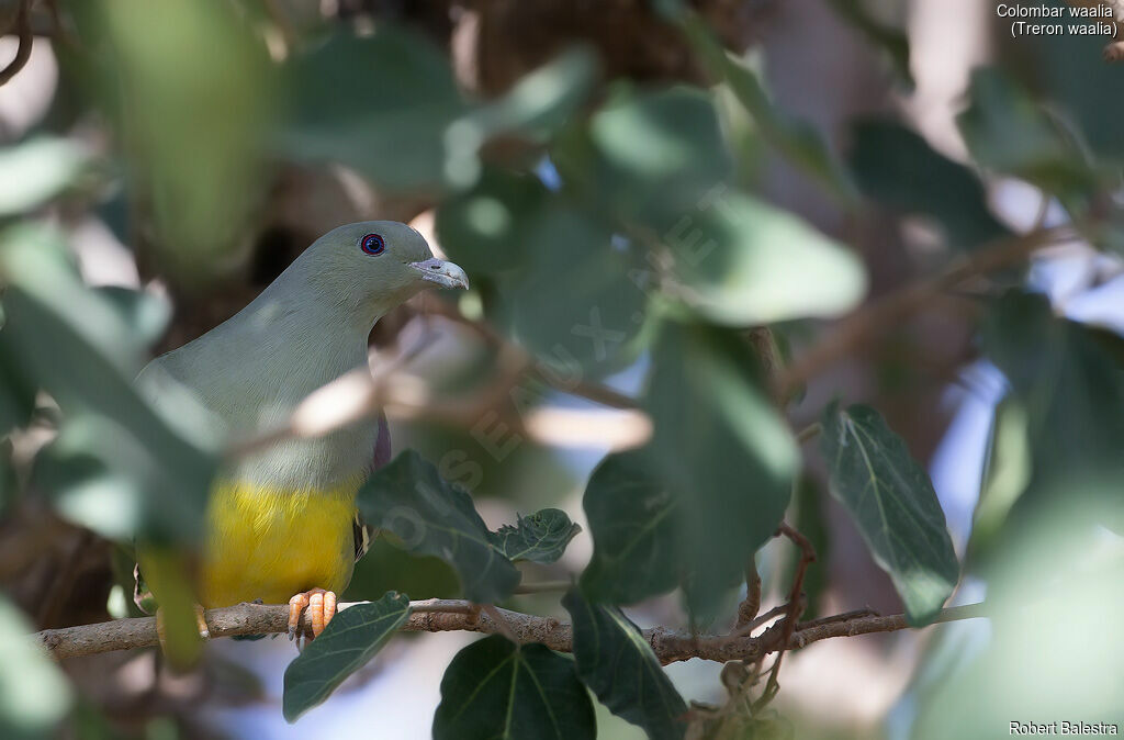 Bruce's Green Pigeon