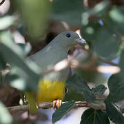 Bruce's Green Pigeon