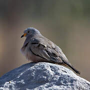 Croaking Ground Dove