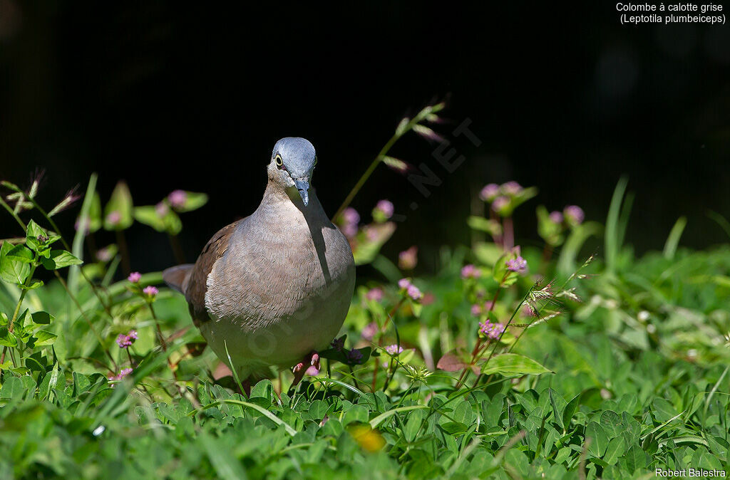 Grey-headed Dove