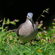 Grey-headed Dove