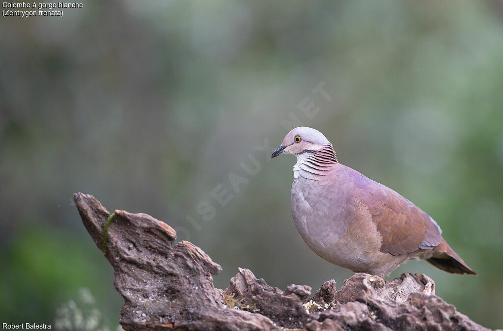 White-throated Quail-Dove