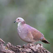 White-throated Quail-Dove