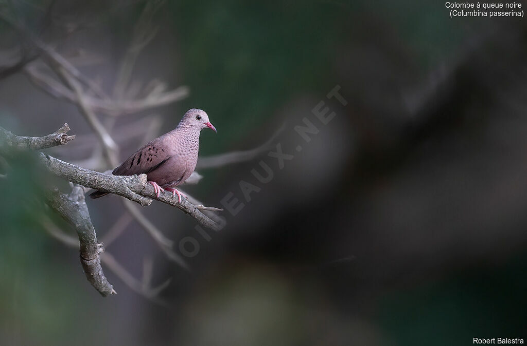 Common Ground Dove