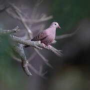 Common Ground Dove