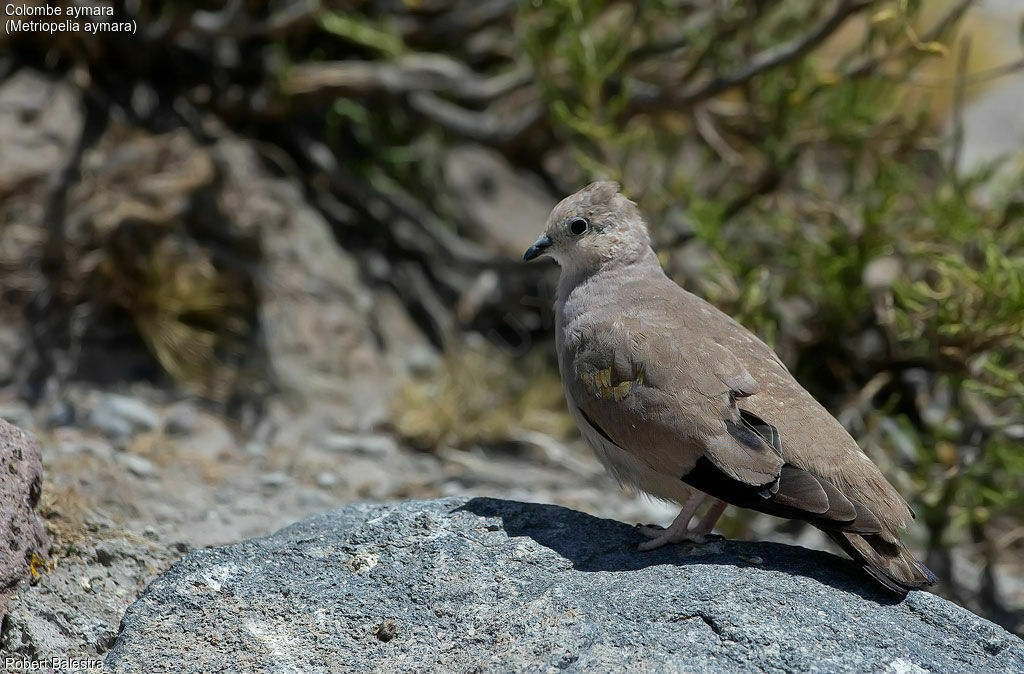 Golden-spotted Ground Dove