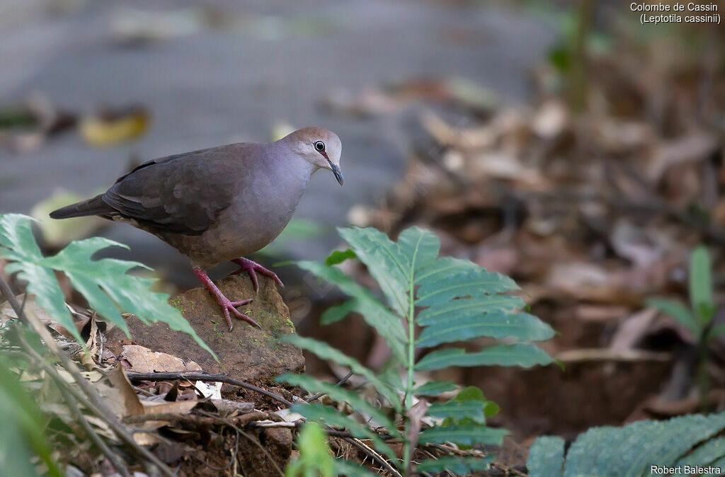 Grey-chested Dove