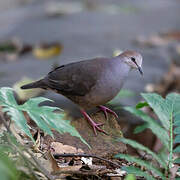 Grey-chested Dove