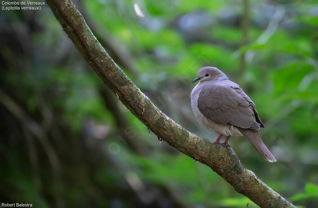 White-tipped Dove