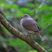 White-tipped Dove