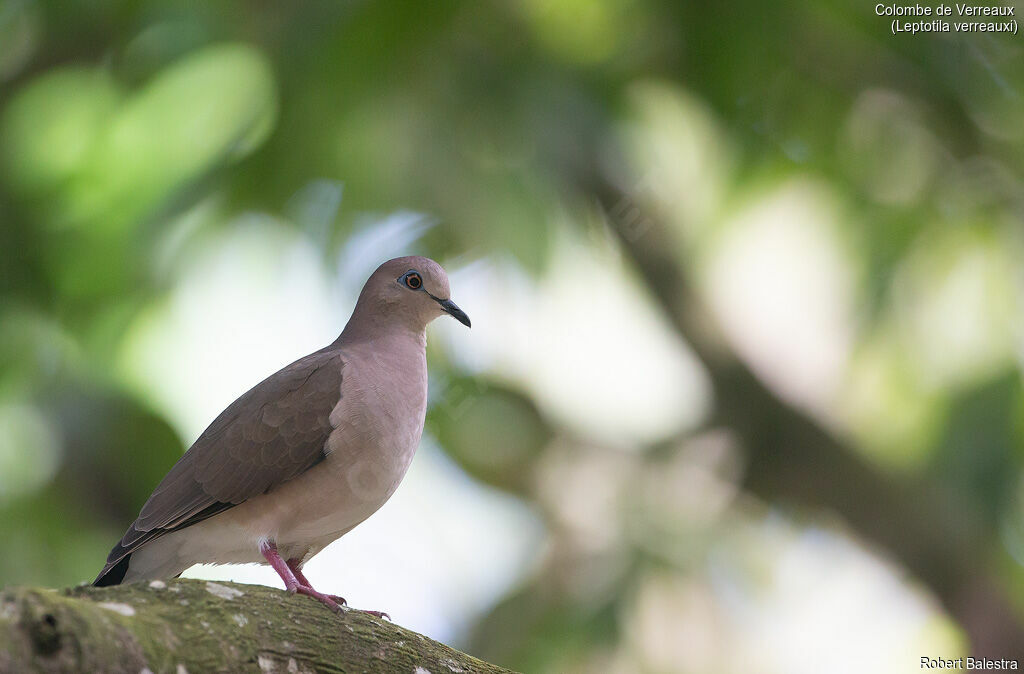 White-tipped Dove