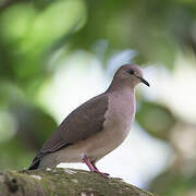 White-tipped Dove