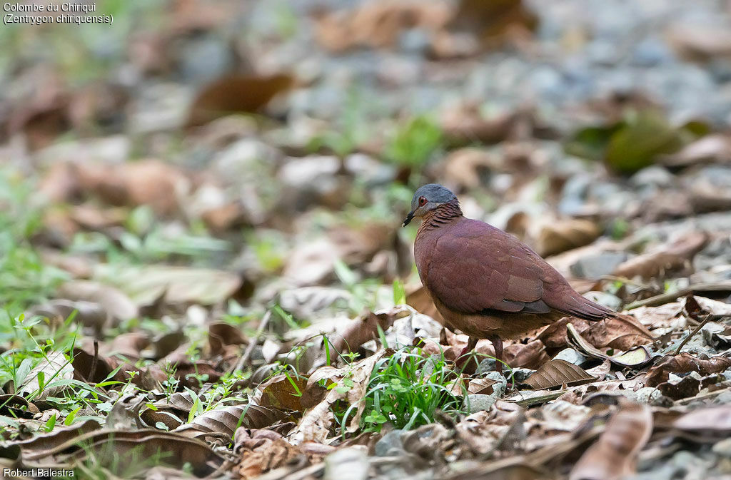 Chiriqui Quail-Dove