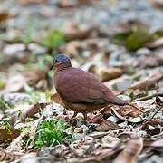 Chiriqui Quail-Dove