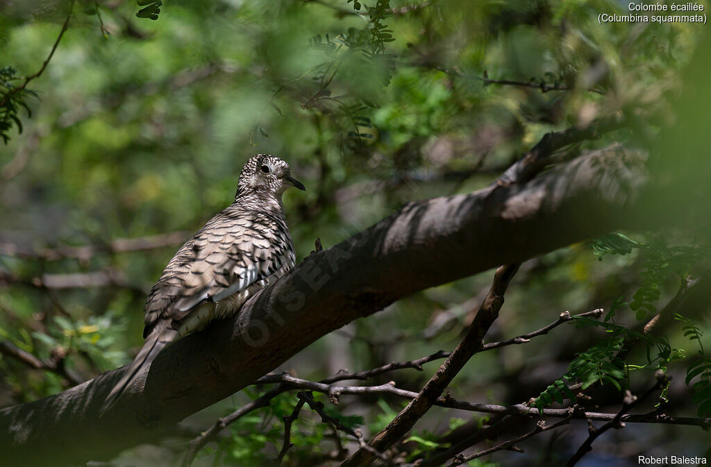 Scaled Dove