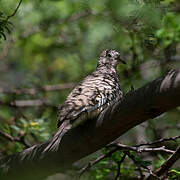 Scaled Dove