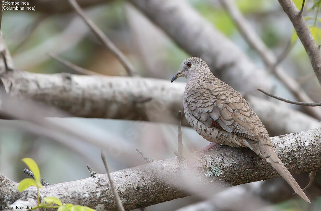 Inca Dove