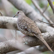 Inca Dove