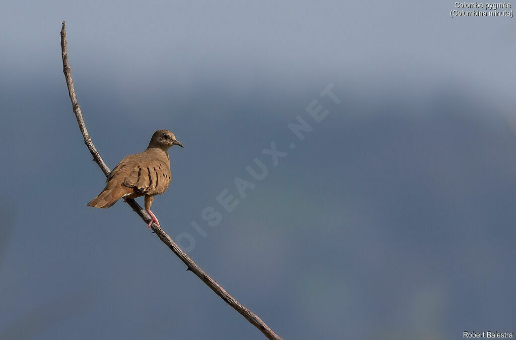 Plain-breasted Ground Dove