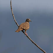 Plain-breasted Ground Dove