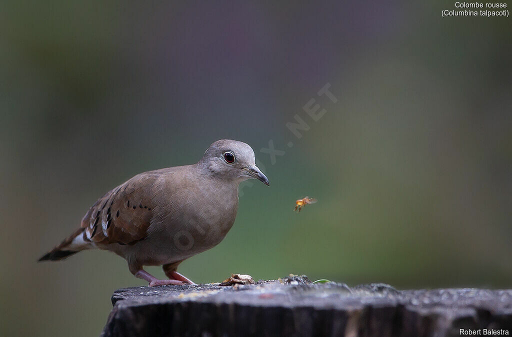 Ruddy Ground Dove