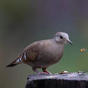 Ruddy Ground Dove