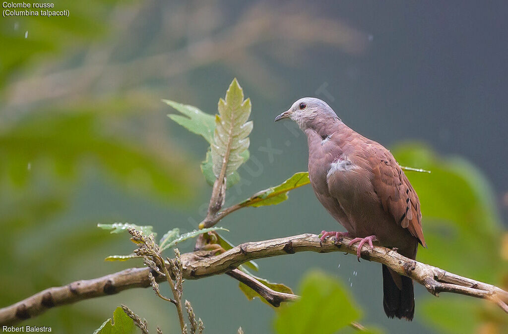 Ruddy Ground Dove