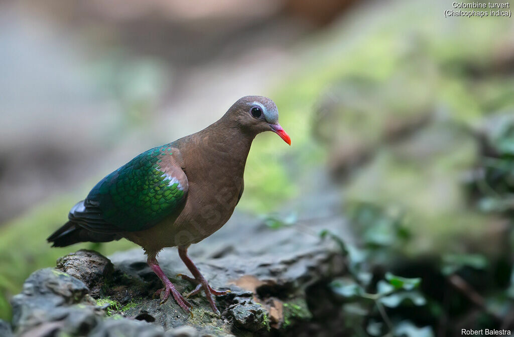 Common Emerald Dove