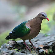 Common Emerald Dove